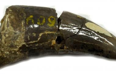 Entelodont canine tooth (view one)