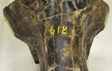 Choenohyus decedens skull