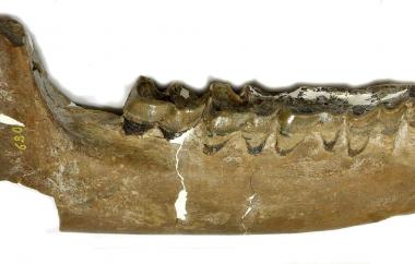 Rhinoceros right jaw