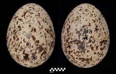 Arctic tern eggs
