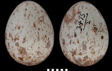 Black-headed Grosbeak egg