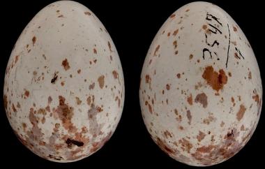 Black-throated Green Warbler egg