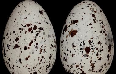Black Guillemot egg