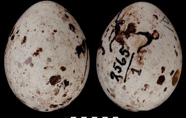 Chestnut-collared Longspur egg