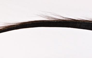 Single Baleen Plate
