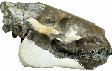 Eporeodon occidentalis skull and jaw (view one)
