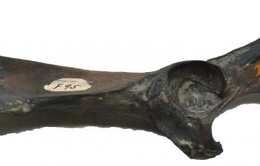 Canid (dog) pelvis (view one)