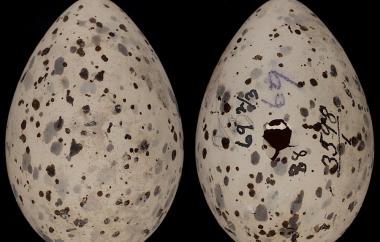 Forster's Tern egg