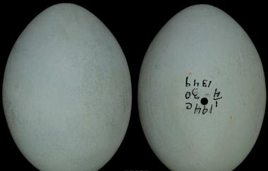 Great Blue Heron egg