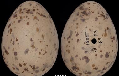Iceland Gull egg