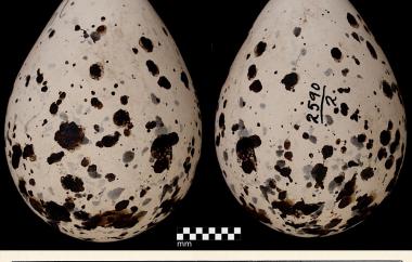 Killdeer egg