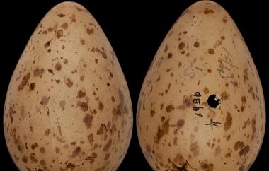 Long-billed Curlew egg