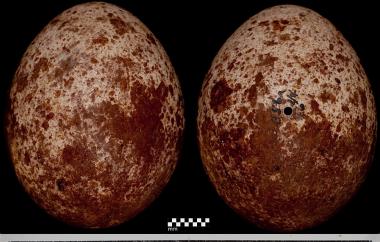 Peregrine falcon eggs