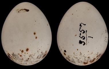 Prairie Warbler egg