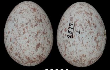 Red-breasted Grosbeak egg