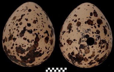 Semipalmated Plover egg