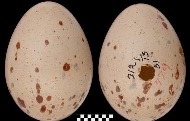 Virginia Rail egg