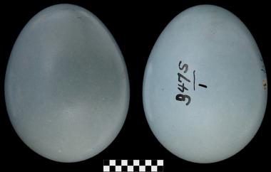 Wood Thrush egg