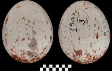 Yellow-breasted Chat egg