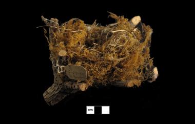 American Goldfinch nest