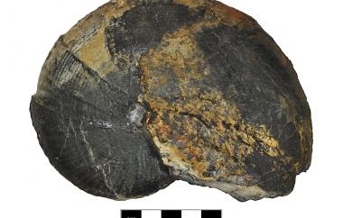 Ammonoid, Sagenites minaensis, Union Canyon, Nevada, Luning Formation, Late Triassic (Carnian) - Specimen #P15039