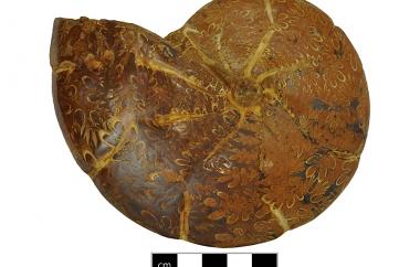 Ammonite, Phylloceras heterophyllum, Majunga, Madagascar, Beronono Formation, Early Jurassic (Toarcian) - Specimen #P15778