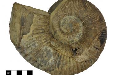 Ammonite side one, Australiceras jacki, Wrotham Park, Queensland, Blackdown Formation, Early Cretaceous (Aptian) - Specimen #P3835A