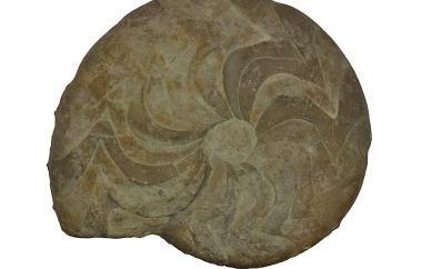 Goniatite, Muensteroceras oweni, Rockford, Indiana, Rockford Formation, Mississippian (Kinderhookian) - Specimen #P6372A