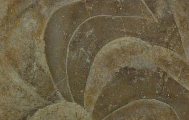 Goniatite detail, Muensteroceras oweni, Rockford, Indiana, Rockford Formation, Mississippian (Kinderhookian) - Specimen #P6372A