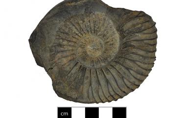Ammonite and Hindu saligram, Blandfordiceras wallichi, Jomosom, Nepal, Saligram Formation, Late Jurassic (Tithonian) - Specimen #P6478