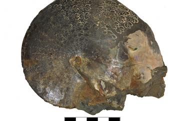 Ammonite, Sphenodiscus lenticularis, Scenic, South Dakota, Pierre Shale, Late Cretaceous (Maastrichtian) - Specimen #P6516