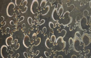 Ammonite detail, Sphenodiscus lenticularis, Scenic, South Dakota, Pierre Shale, Late Cretaceous (Maastrichtian) - Specimen #P6516