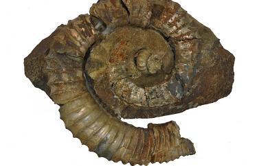 Heteromorph ammonite, Glyptotoxoceras indicum, Pape Place, California, Chico Formation, Late Cretaceous (Campanian) - Specimen #P9476
