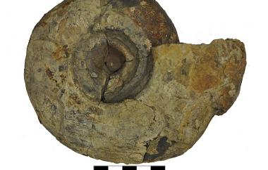 Goniatite, Paralegoceras texanum, Bend, Texas, Smithwick Shale, Early Pennsylvanian - Specimen #P9569