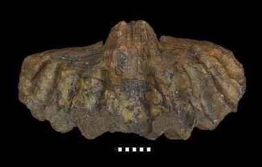 Internal mold of spiriferid, Australospirifer ceres, Gydo Pass, South Africa, Voorstehoek Shale, Middle Devonian (Givetian) - Specimen #C14661