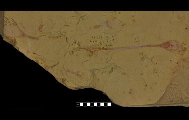 Lingulid original shell with preservation of soft pedicle, Lingulella chenjiangensis, Maotianshan Hill, China, Yuanshan Shale, Early Cambrian (Toyonian) - Specimen #P12967