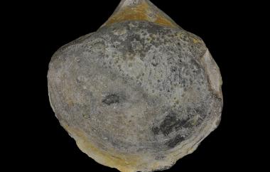 Original thick shelled pentamerid, Stringocephalus burtini, Yiliang, China, Nagpenji Formation, Middle Devonian (Givetian) - Specimen #P13037