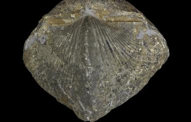 Pyritized spiriferid, Paraspirifer brownockeri, Sylvania, Ohio, Silica Shale, Middle Devonian (Givetian) - Specimen #P14846