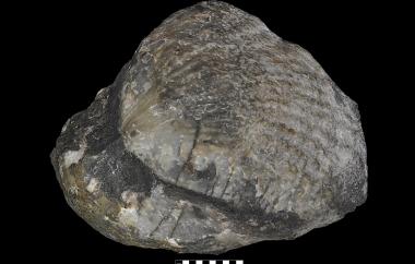 Original shell pentamerid, Kirkidium knighti, Cave Creek, New South Wales, Pocket Beds, Late Silurian (Ludlovian) - Specimen #P2887A