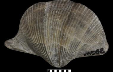 Original shell spiriferid, Cyrtospirifer thalattodoxa, Pine Creek, Nunavut, Imperial Formation, Late Devonian (Famennian) - Specimen #P5588
