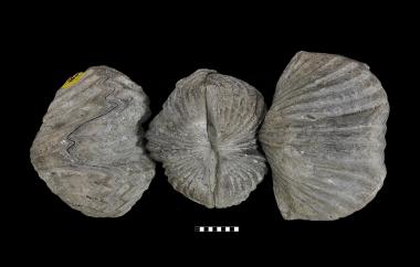 Original shell orthid, Platystrophia ponderosa, Carollton, Kentucky, Drakes Formation, Late Ordovician (Katian) - Specimen #P6469A-D