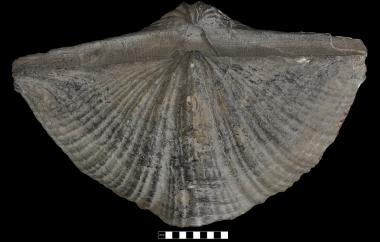 Original shell spiriferid, Neospirifer dunbari, Stacer, Indiana, Shellburn Formation, Pennsylvanian (Desmoinesian) - Specimen #P8358