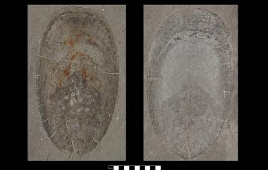 Lingulid part and counterpart, Anomaloglossa porca, Mandurama, New South Wales, Malongulli Formation, Late Ordovician (Sandbian) - Specimen #P9199A-B
