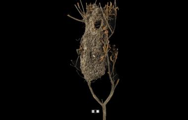 Bushtit nest