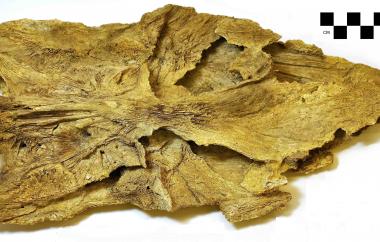 Spike-toothed salmon braincase seen from underneath