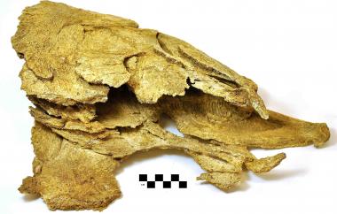 Lower portion of salmon skull, seen from above