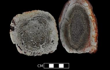 Tree fern trunk permineralized in silica