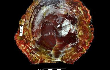 Conifer trunk petrified by agate