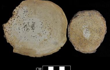 Oak wood with unusual halite crystal casts permineralized in silica