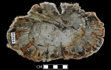 Corystosperm trunk permineralized in silica